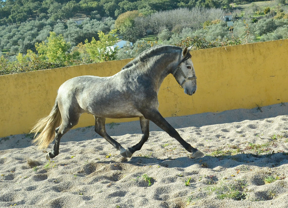 Caballo en Venta